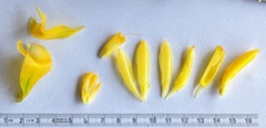 Costus comosus