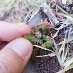 Sedum moranense