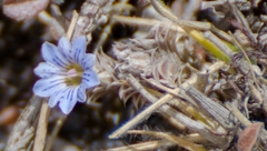 Gentiana albicalyx