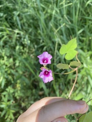 Ipomoea triloba