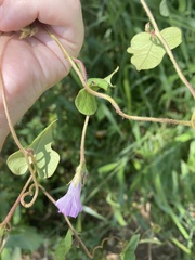 Ipomoea triloba