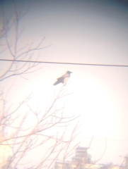 Corvus cornix sharpii