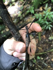 Pseudophasma bolivari