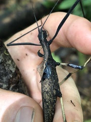 Pseudophasma bolivari