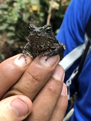 Rhinella marina