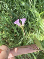 Ipomoea triloba