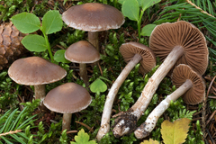 Cortinarius triangulus