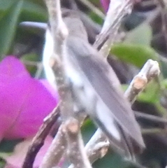 Leucolia violiceps