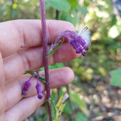 Senecio callosus