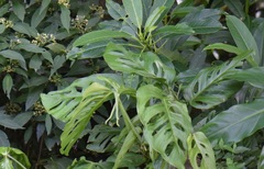 Monstera adansonii image