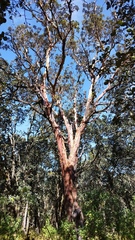 Arbutus