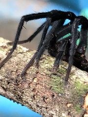 Linothele jelskii
