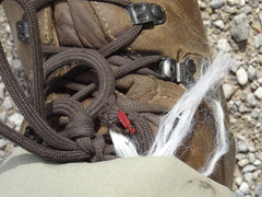 Cucujus cinnaberinus