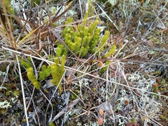 Spinulum annotinum alpestre