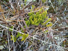 Spinulum annotinum alpestre