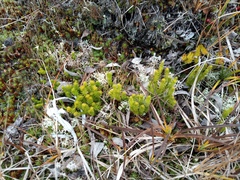 Spinulum annotinum alpestre