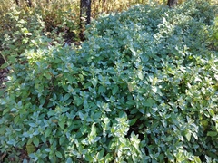 Ageratina glabrata