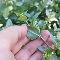 Ageratina glabrata