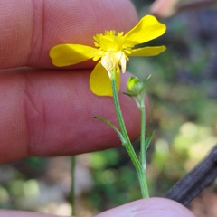 Ranunculus petiolaris