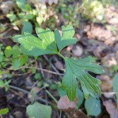 Ranunculus petiolaris