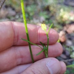Ranunculus petiolaris