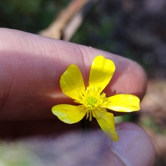 Ranunculus petiolaris