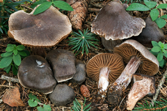 Cortinarius subobtusobrunneus