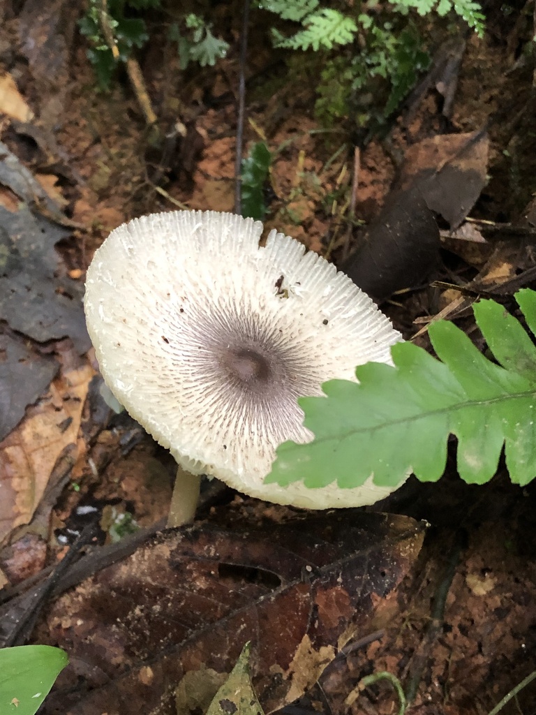 Leucocoprinus brebissonii