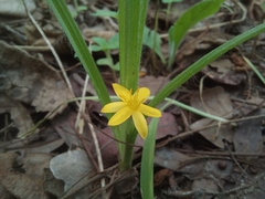 Hypoxis angustifolia