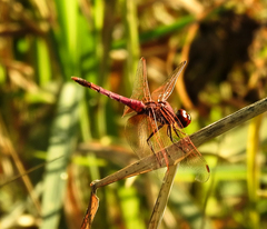 Trithemis annulata