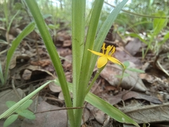 Hypoxis angustifolia