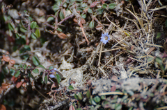 Gentiana albicalyx