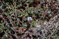 Gentiana albicalyx