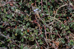 Gentiana albicalyx