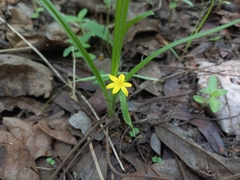Hypoxis angustifolia