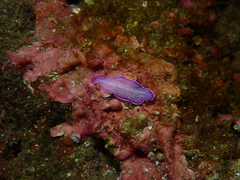 Prostheceraeus roseus