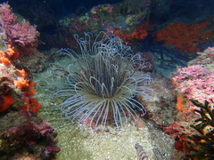 Cerianthus membranaceus