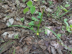 Hypoxis angustifolia