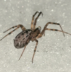 Stemonyphantes lineatus