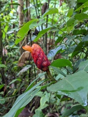 Costus scaber