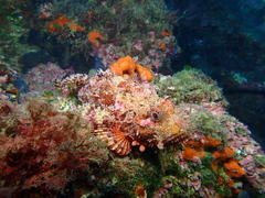 Scorpaena scrofa