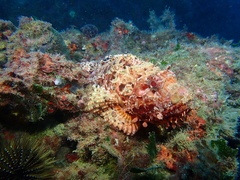 Scorpaena scrofa