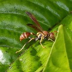 Mischocyttarus mexicanus cubicola