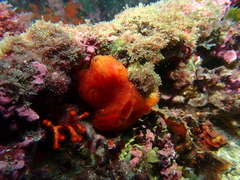 Aplidium elegans