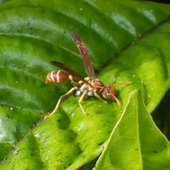 Mischocyttarus mexicanus cubicola