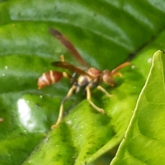 Mischocyttarus mexicanus cubicola