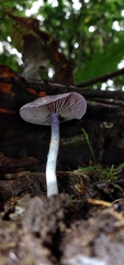 Cortinarius costaricensis