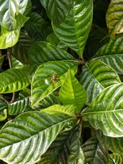 Mischocyttarus mexicanus cubicola