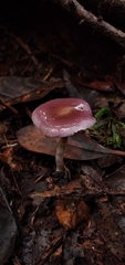 Cortinarius costaricensis
