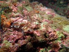 Gobius cruentatus